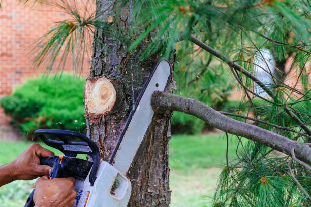 Best Dead Tree Removal  in USA